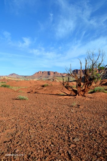 juniper_captiol