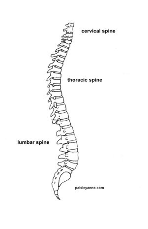 spinal column drawing